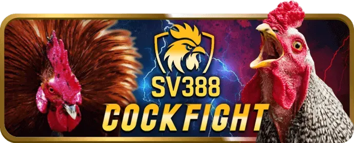 Gà đá cựa sắt sắc bén
